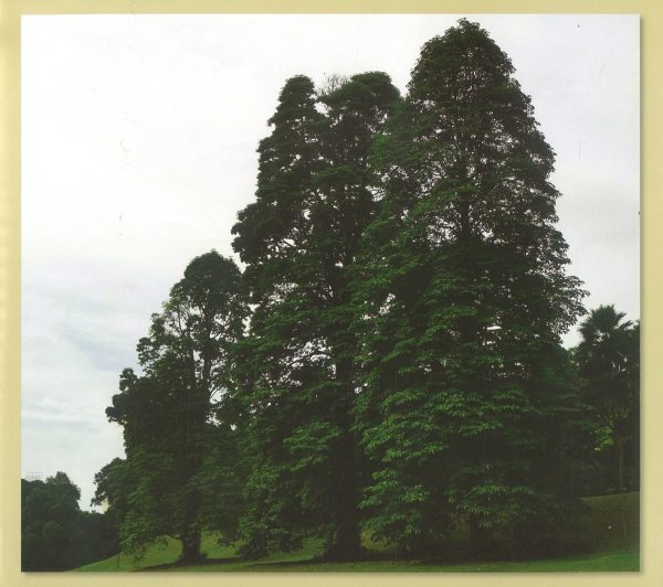 Trees Of Istana (Updated Edition) on Sale